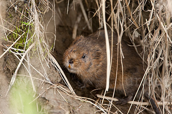 Schermaus (Arvicola terrestris)