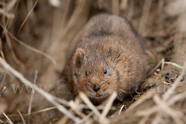 Schermaus (Arvicola terrestris)