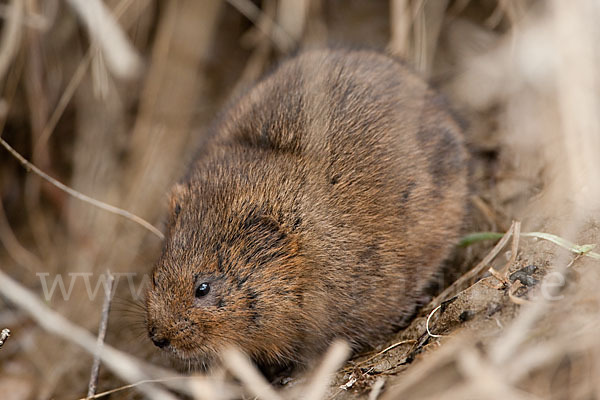 Schermaus (Arvicola terrestris)