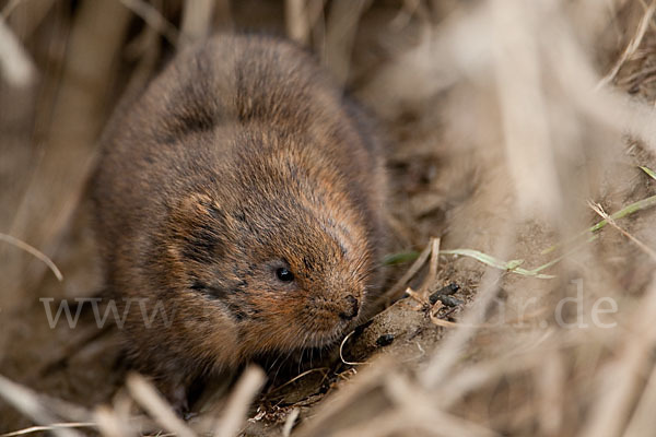 Schermaus (Arvicola terrestris)