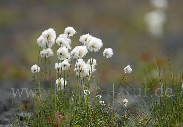 Scheuchzers Wollgras (Eriophorum scheuchzeri)