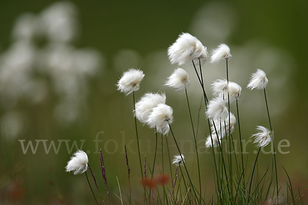 Scheuchzers Wollgras (Eriophorum scheuchzeri)