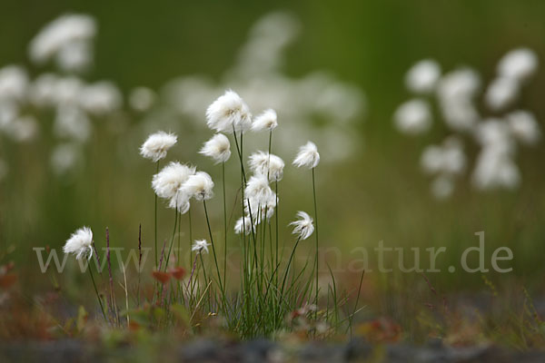 Scheuchzers Wollgras (Eriophorum scheuchzeri)