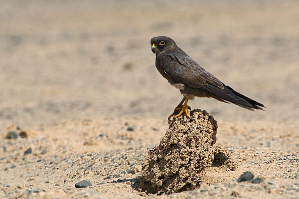 Schieferfalke (Falco concolor)