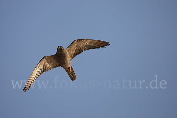 Schieferfalke (Falco concolor)