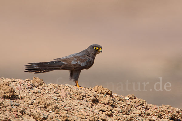 Schieferfalke (Falco concolor)