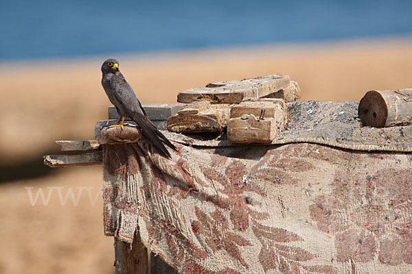 Schieferfalke (Falco concolor)