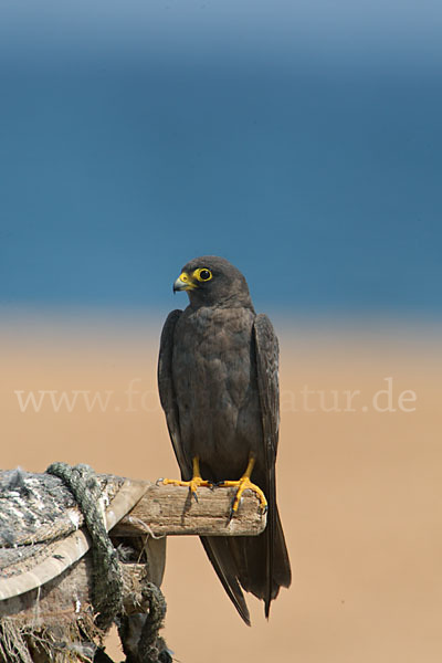 Schieferfalke (Falco concolor)