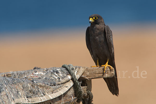 Schieferfalke (Falco concolor)