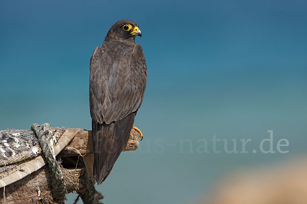 Schieferfalke (Falco concolor)