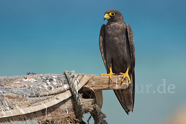 Schieferfalke (Falco concolor)