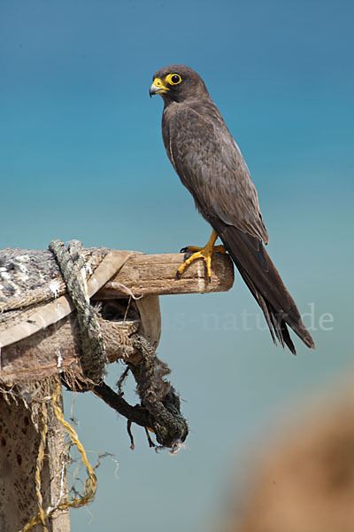 Schieferfalke (Falco concolor)