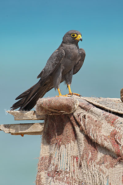 Schieferfalke (Falco concolor)