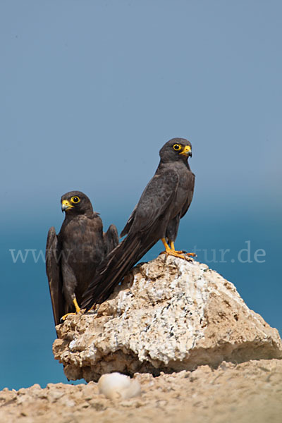 Schieferfalke (Falco concolor)