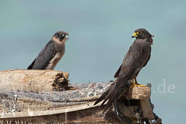 Schieferfalke (Falco concolor)