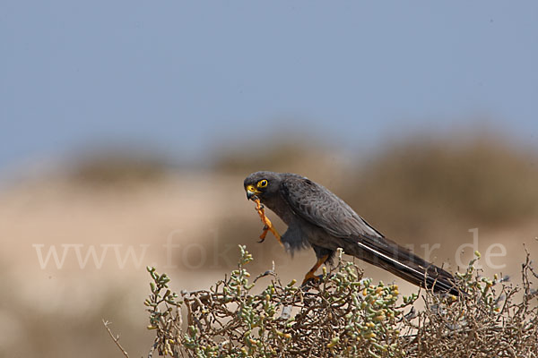 Schieferfalke (Falco concolor)