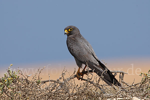 Schieferfalke (Falco concolor)