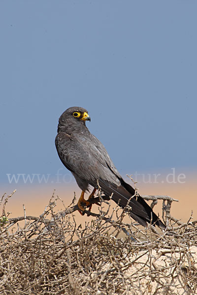 Schieferfalke (Falco concolor)