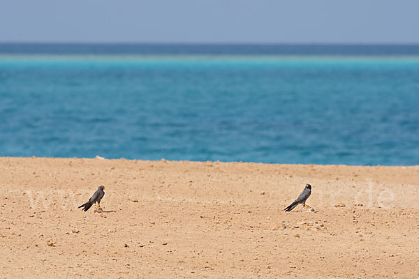 Schieferfalke (Falco concolor)