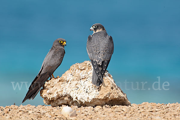 Schieferfalke (Falco concolor)