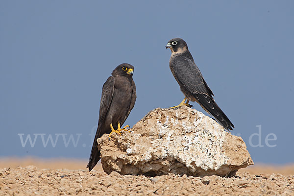 Schieferfalke (Falco concolor)