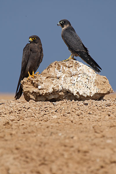 Schieferfalke (Falco concolor)