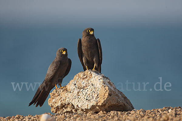 Schieferfalke (Falco concolor)