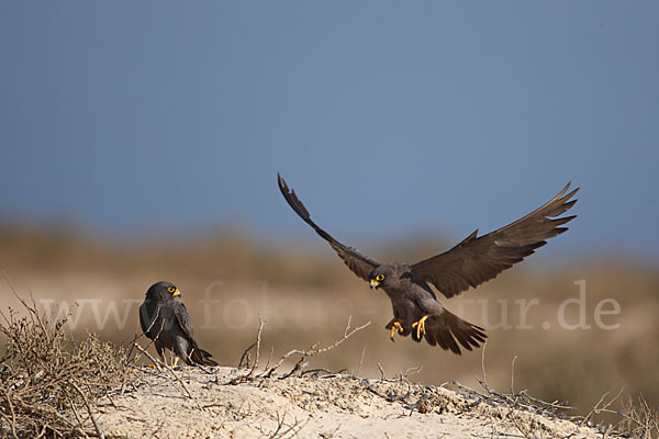 Schieferfalke (Falco concolor)