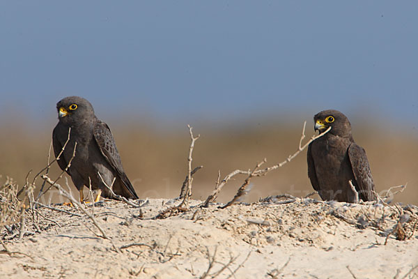 Schieferfalke (Falco concolor)