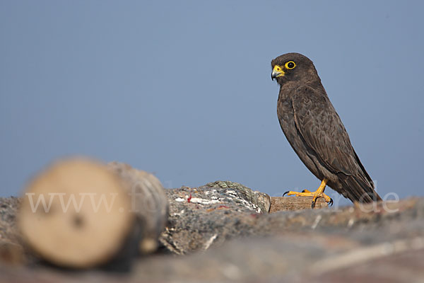 Schieferfalke (Falco concolor)