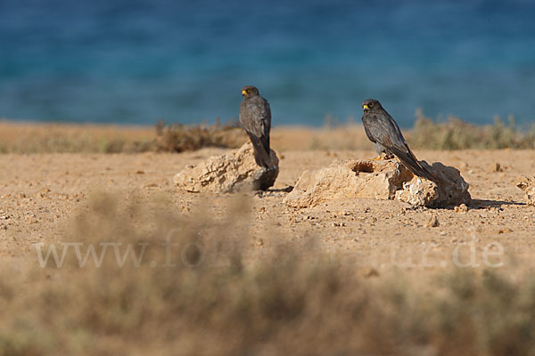 Schieferfalke (Falco concolor)