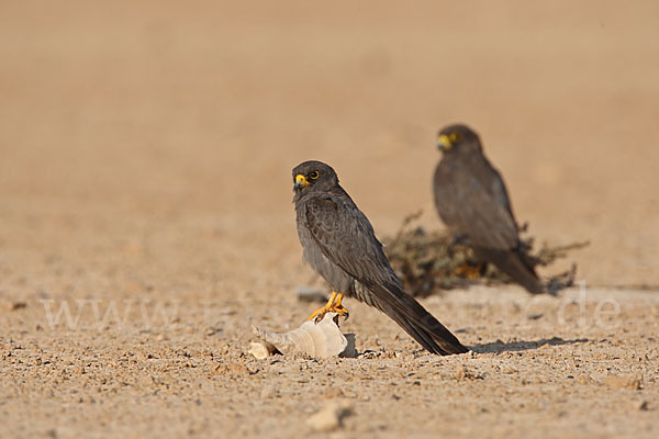 Schieferfalke (Falco concolor)