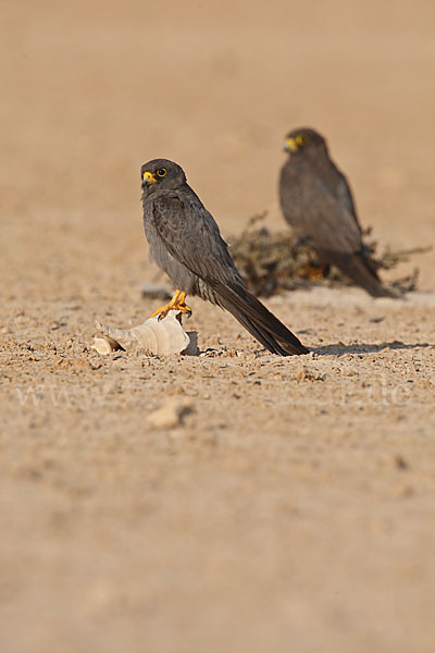 Schieferfalke (Falco concolor)