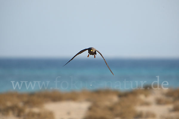 Schieferfalke (Falco concolor)