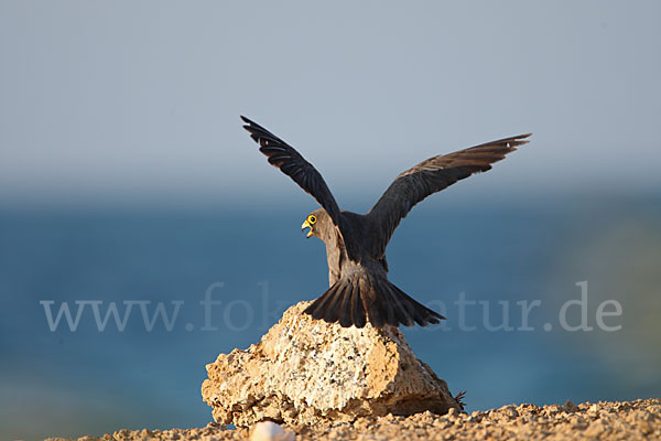 Schieferfalke (Falco concolor)