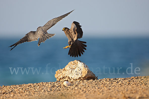 Schieferfalke (Falco concolor)