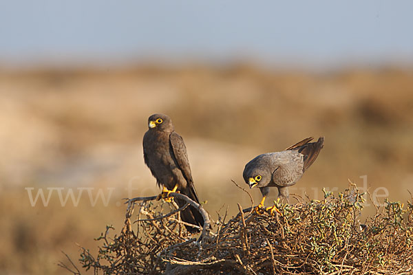 Schieferfalke (Falco concolor)