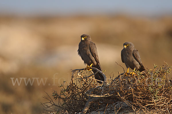 Schieferfalke (Falco concolor)