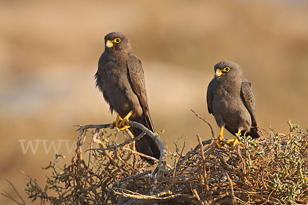 Schieferfalke (Falco concolor)