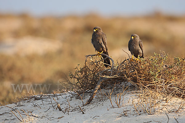 Schieferfalke (Falco concolor)