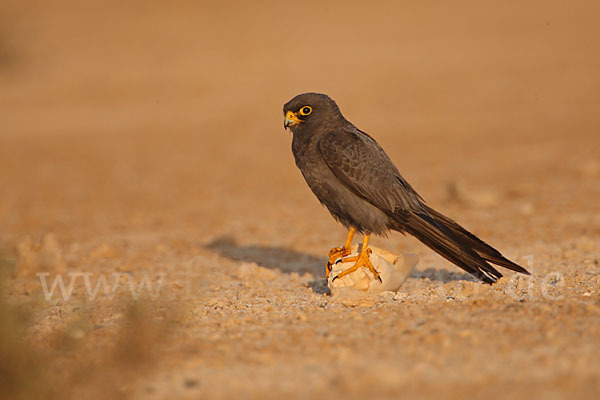 Schieferfalke (Falco concolor)