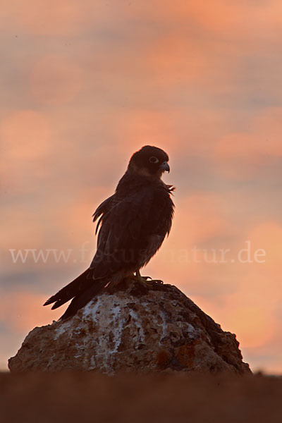 Schieferfalke (Falco concolor)