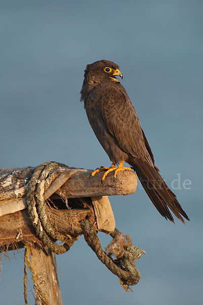 Schieferfalke (Falco concolor)