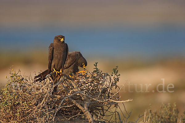 Schieferfalke (Falco concolor)