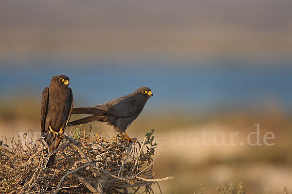 Schieferfalke (Falco concolor)