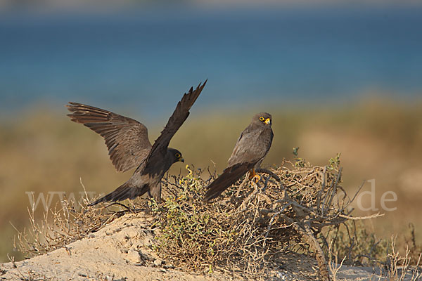 Schieferfalke (Falco concolor)