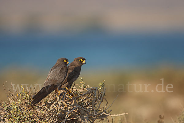 Schieferfalke (Falco concolor)