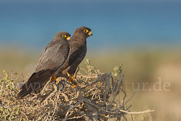 Schieferfalke (Falco concolor)