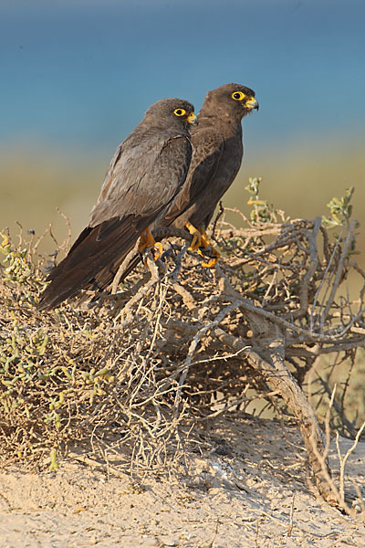 Schieferfalke (Falco concolor)