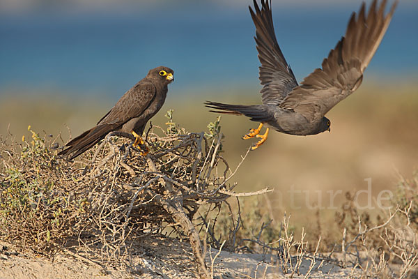 Schieferfalke (Falco concolor)